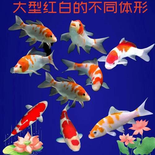 冷水鱼血统便宜日本芥子顺丰黄金