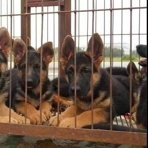 德牧幼犬活物弓背德国牧羊犬小狼狗便宜放牧看家犬看门狗猎犬短毛