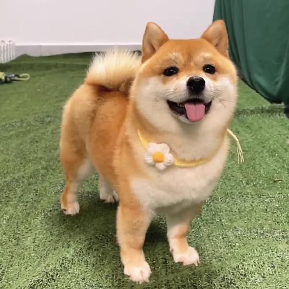 纯种柴犬正宗黑色豆柴赤柴日本柴犬秋田犬3到6个月宠物狗狗活体