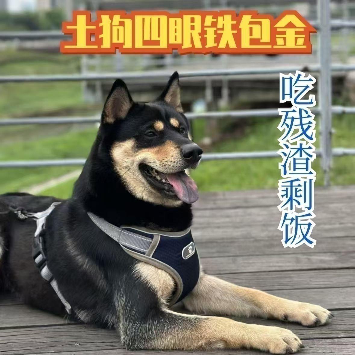 四眼铁包金幼犬广西土猎犬巡山犬土狗正宗护主农村家狗银看家护院