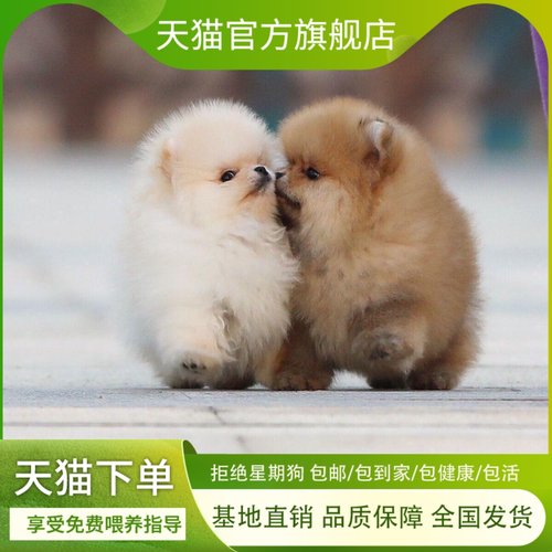 博美幼犬家养黄迷你小包邮小型犬帅气狗俊介犬小狗袖珍狗纯白活物