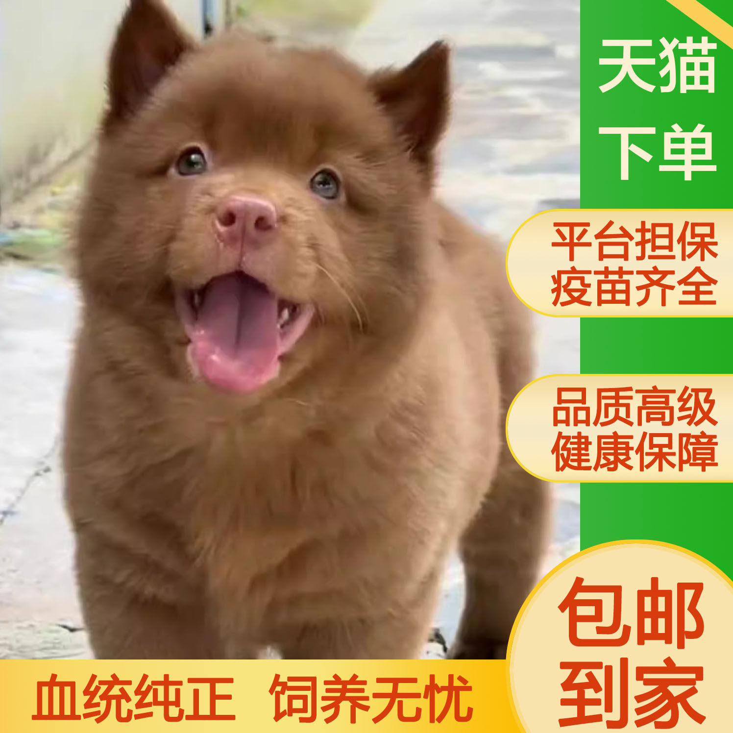 五红犬潮汕幼犬狗崽狗狗活物红色的土狗土猎犬家养猎犬红看家护院