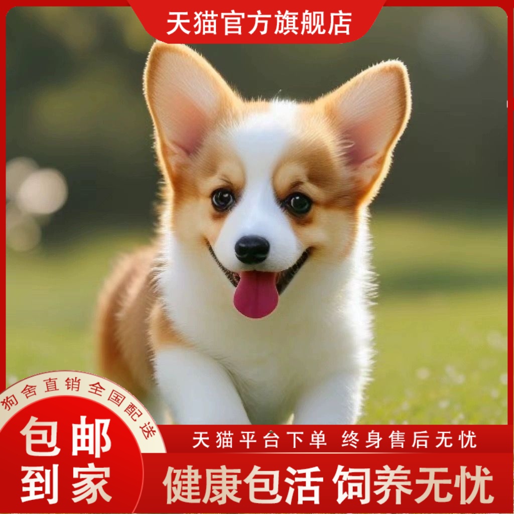 柯基幼犬活体双血统威尔士双色三色小短腿小型犬家养宠物狗狗包邮