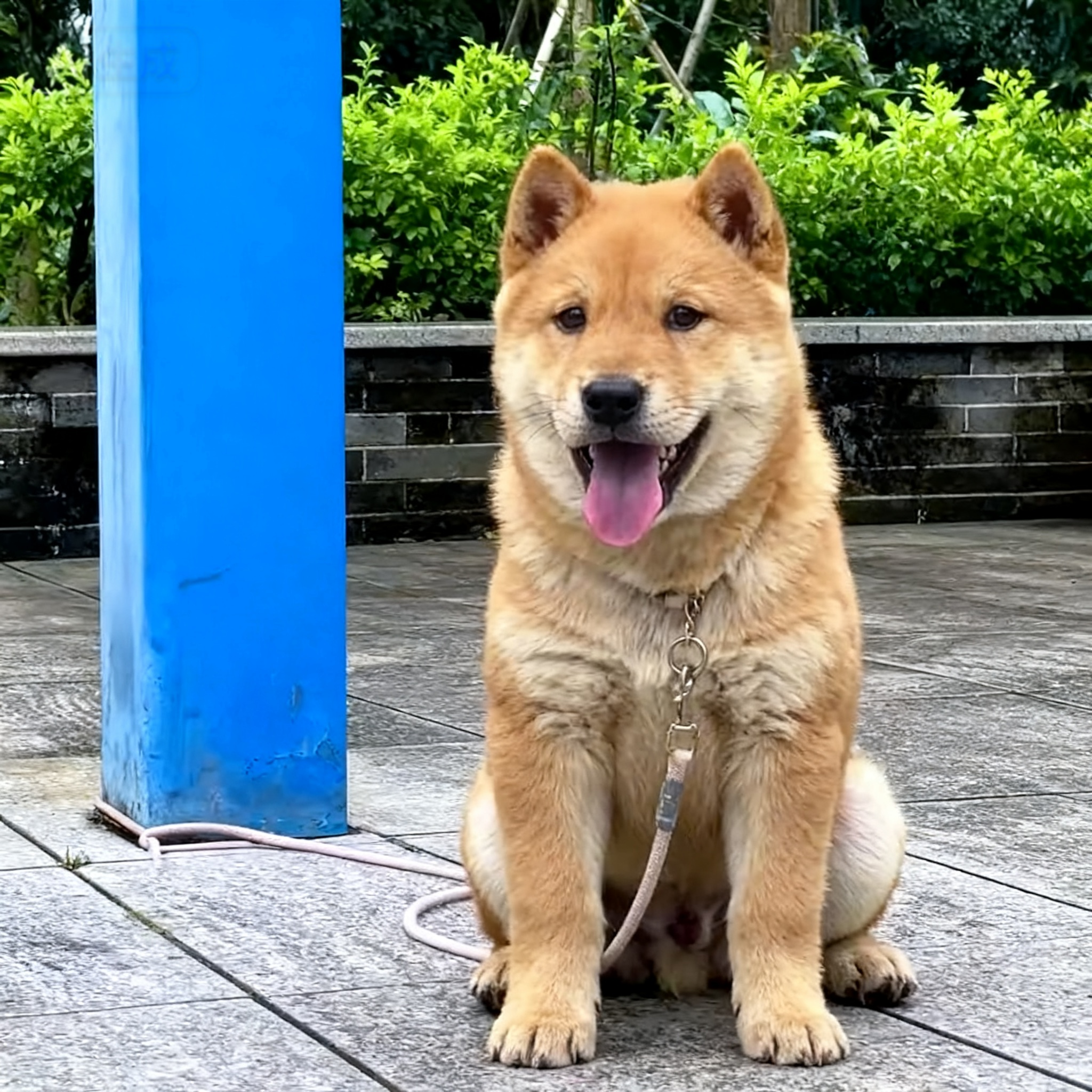 看门狗猎犬白面忠诚家狗大骨架狗