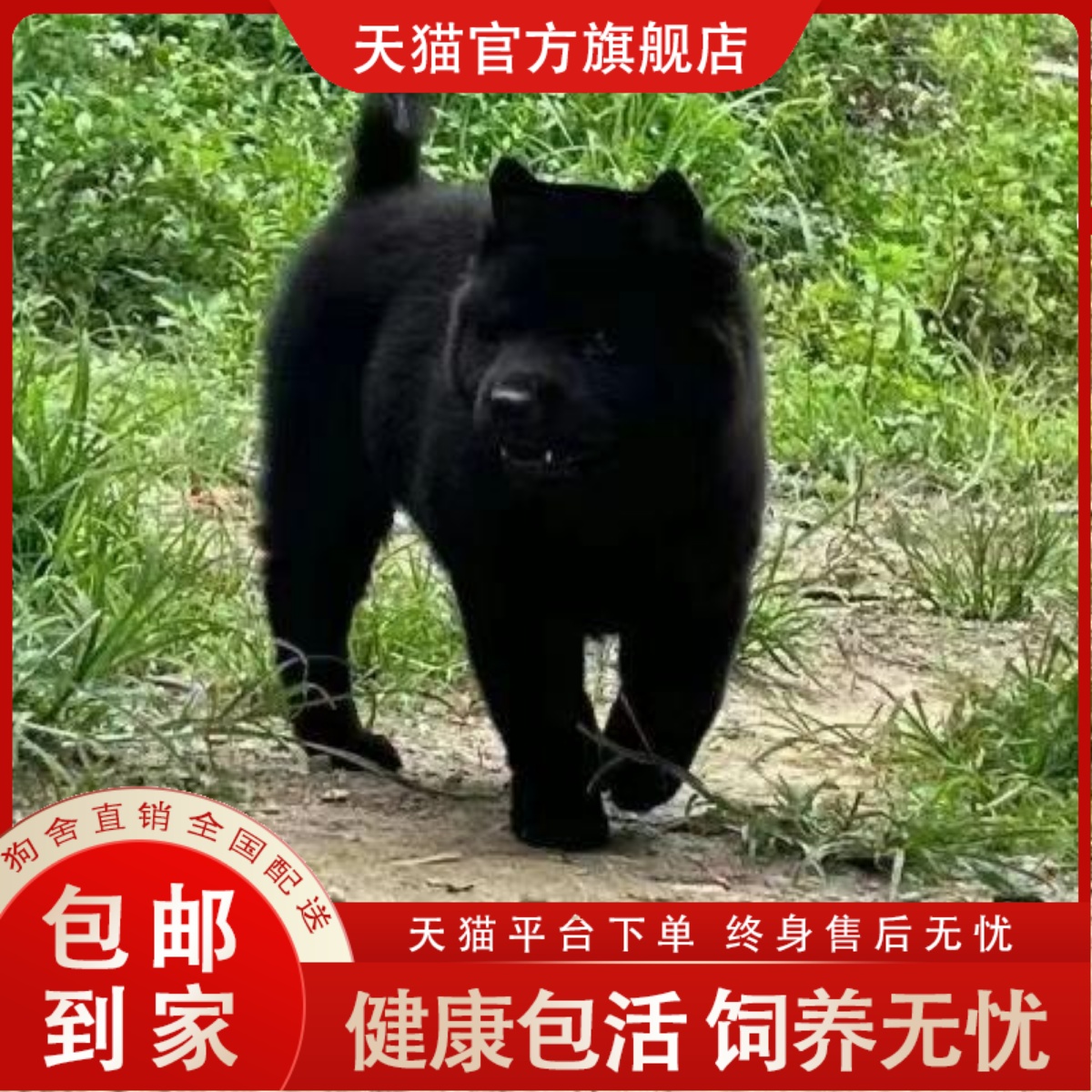 黑色猎犬广西土猎犬混血3个月赶山犬五黑犬纯黑狗活物中华田园犬