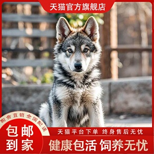 捷克狼幼犬精品可爱大型犬便宜护卫犬忠心猛犬猛崽小狼狗聪明猎犬