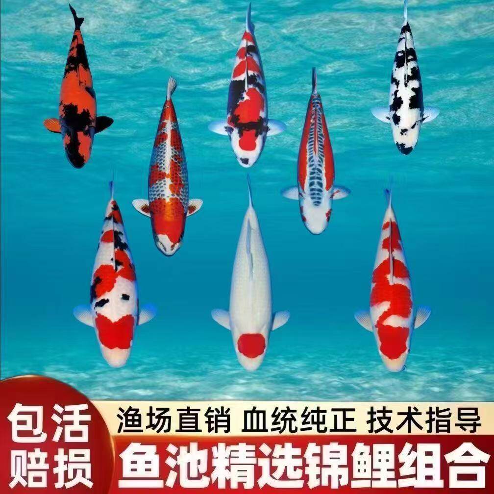三色日本芥子鱼苗血统草金鱼小鱼