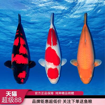 13元包邮包活鱼苗活体鱼冷水观赏
