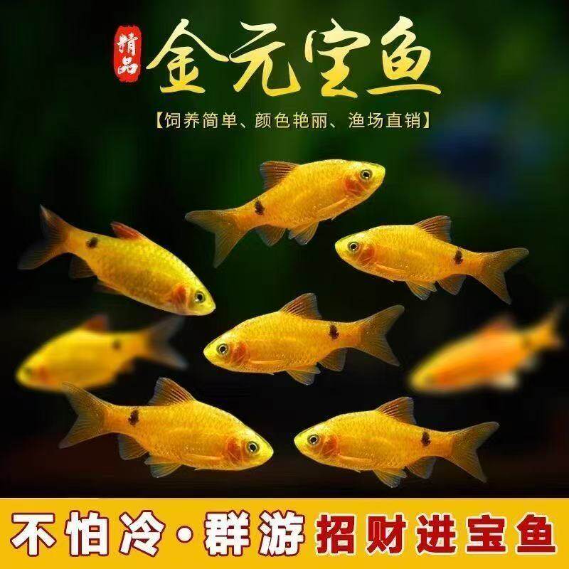 便宜锦鲤宠物包邮鱼鲤鱼顺丰