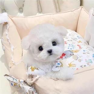 珍迷你犬长不大圆脸球形 比熊幼犬活物狗家养真狗白色精品犬超萌袖