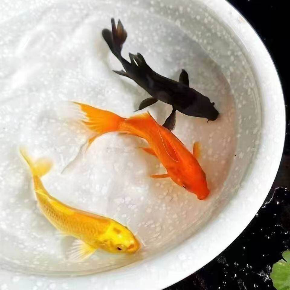 小金鱼活体鱼苗鱼顺丰好养黄红鱼