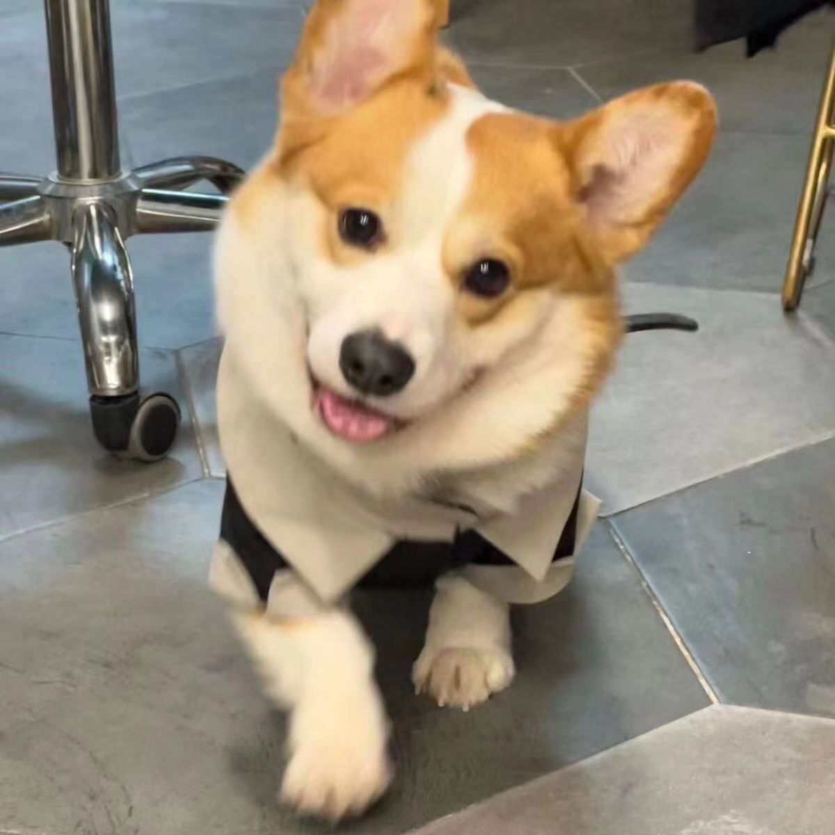 柯基幼犬活体帅气黄白三色家庭宠物小型便宜宠物狗柯基网红现货狗
