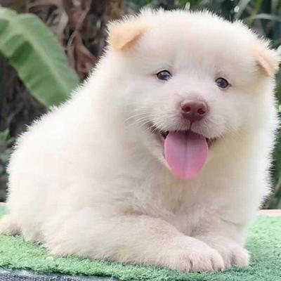 土松幼犬长毛狗狗小狗宠物白色全白黑鼻活物忠诚中华田园犬不掉毛