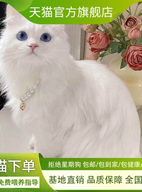 中华田园猫活物橘猫橘白狸花狸白小猫幼猫猫咪幼崽宠物猫可爱猫咪