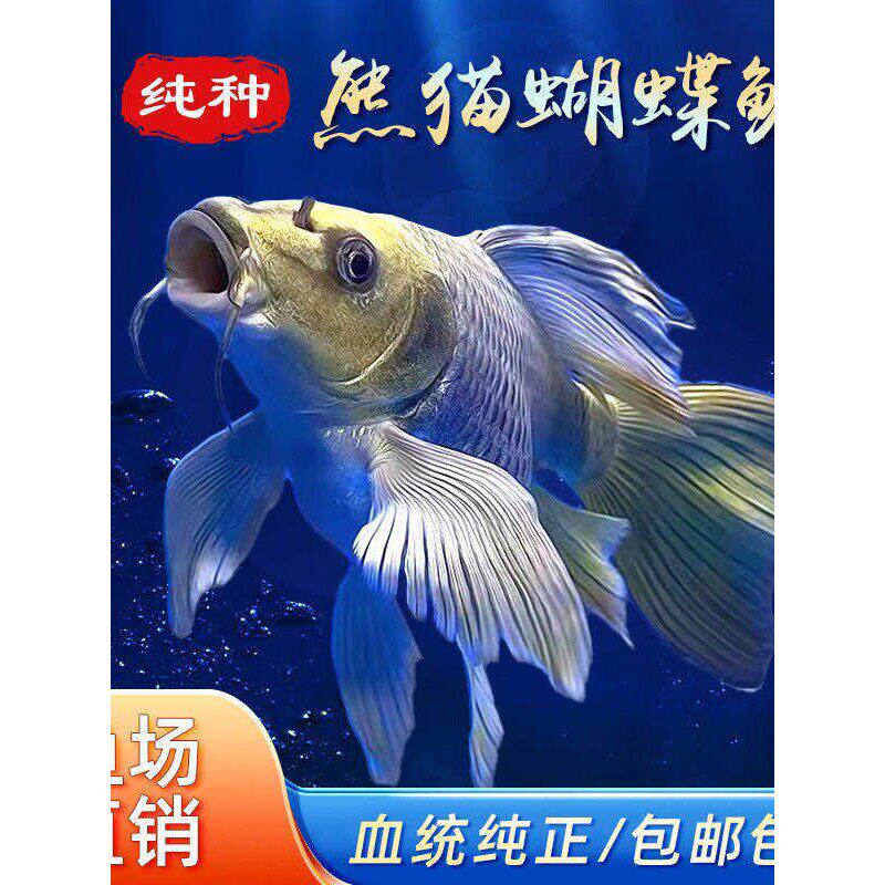 贵妃熊猫蝴蝶鲤观赏鱼苗大鳍球形短身蝴蝶鲤冷水淡水好养耐活