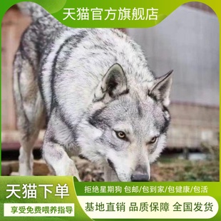 捷克狼幼犬精品霸气幼崽青狼不掉毛护卫犬猎犬忠心聪明可爱猛狼狗