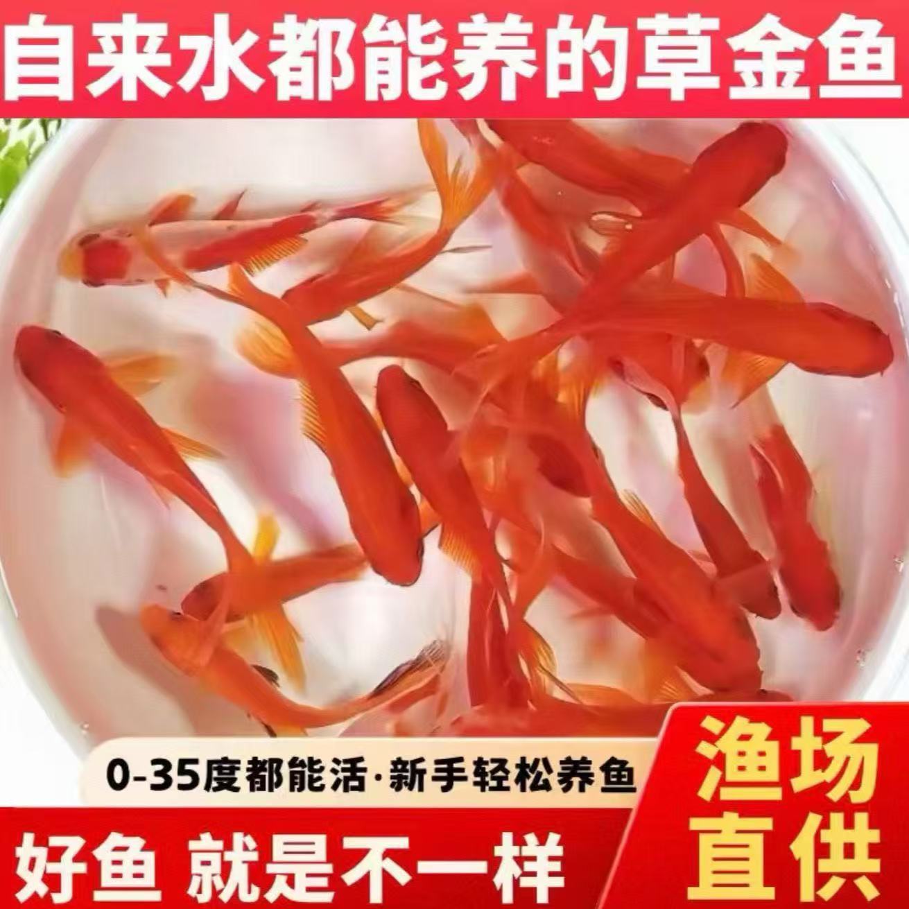 锦鲤血统纯种鱼三色顺丰鱼鱼