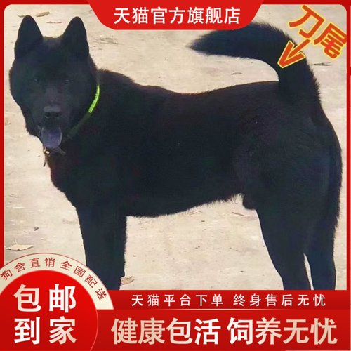 五黑犬黑土猎狗家养全黑正宗纯黑色活物幼狗活体土狗大骨架狗狗狗