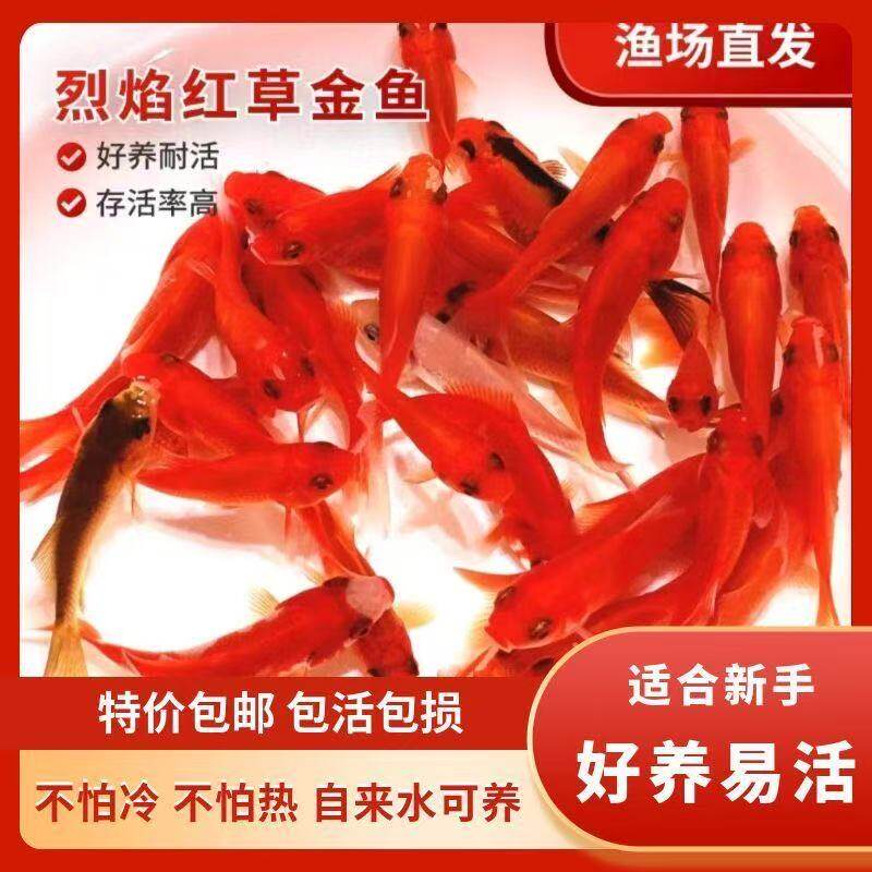 宠物活体鱼便宜锦鲤小型鱼黄红