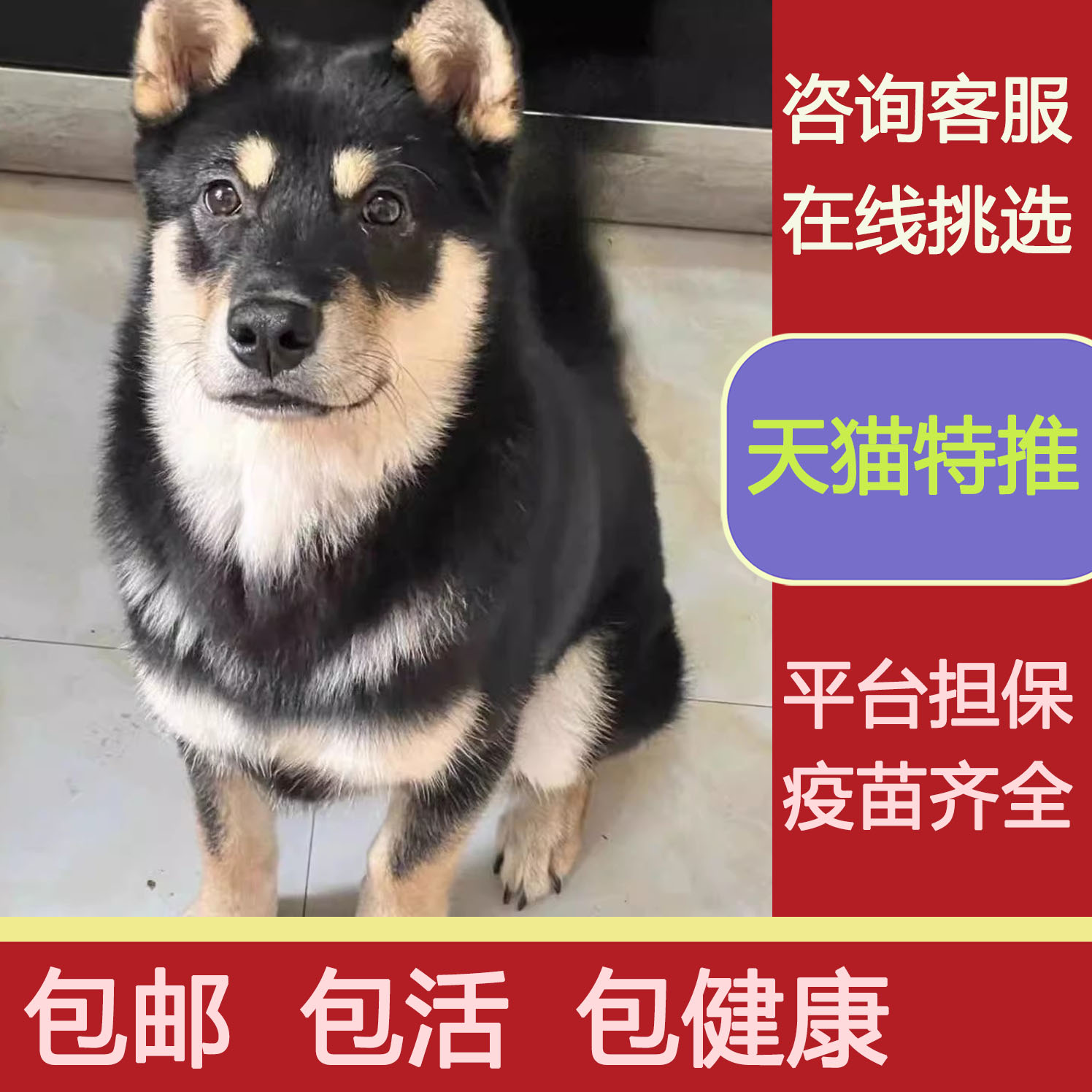 宠悦奇四眼狗家养短毛