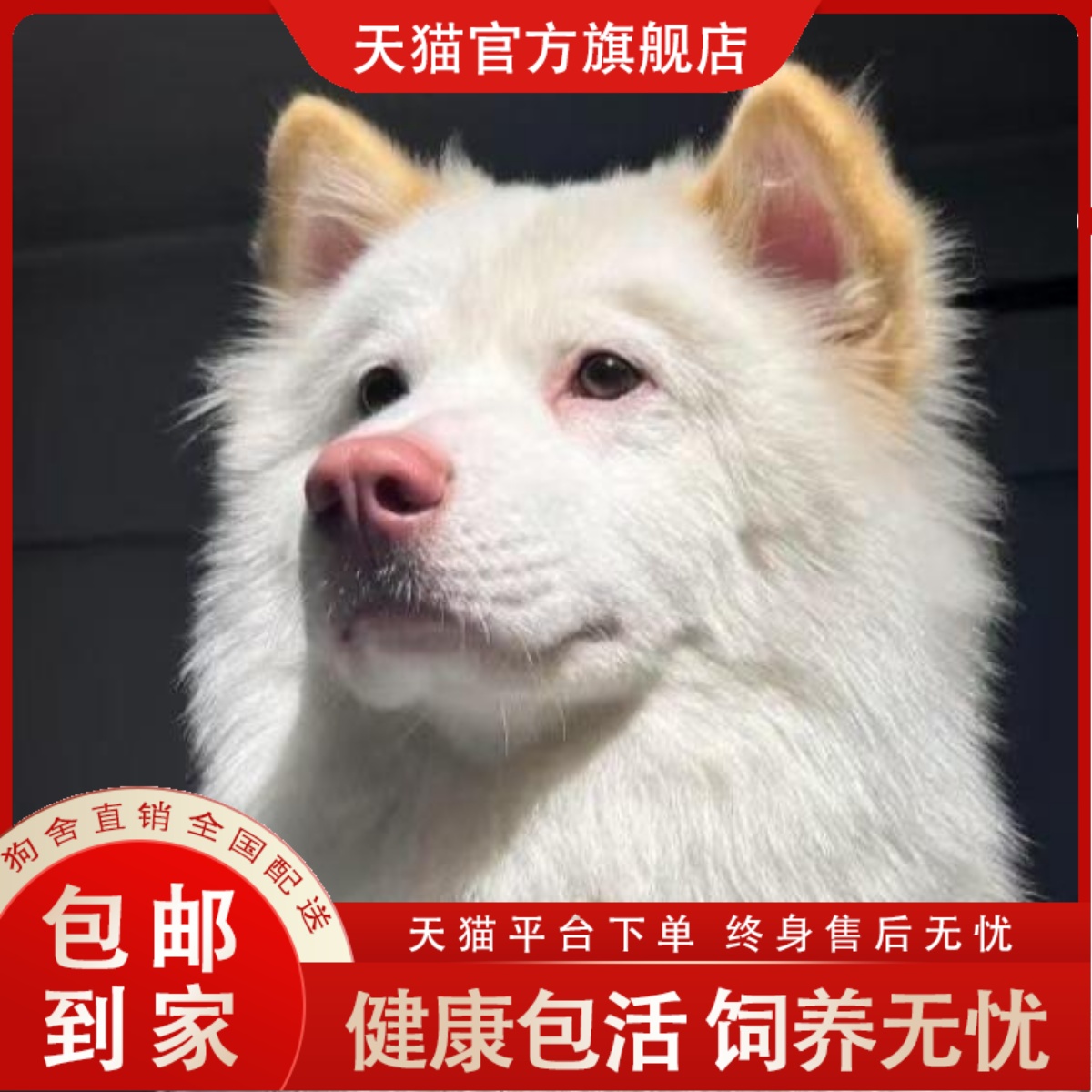 土松幼犬黑鼻狗狗中华田园犬网红护主农村白色幼崽看家狗护卫犬狗