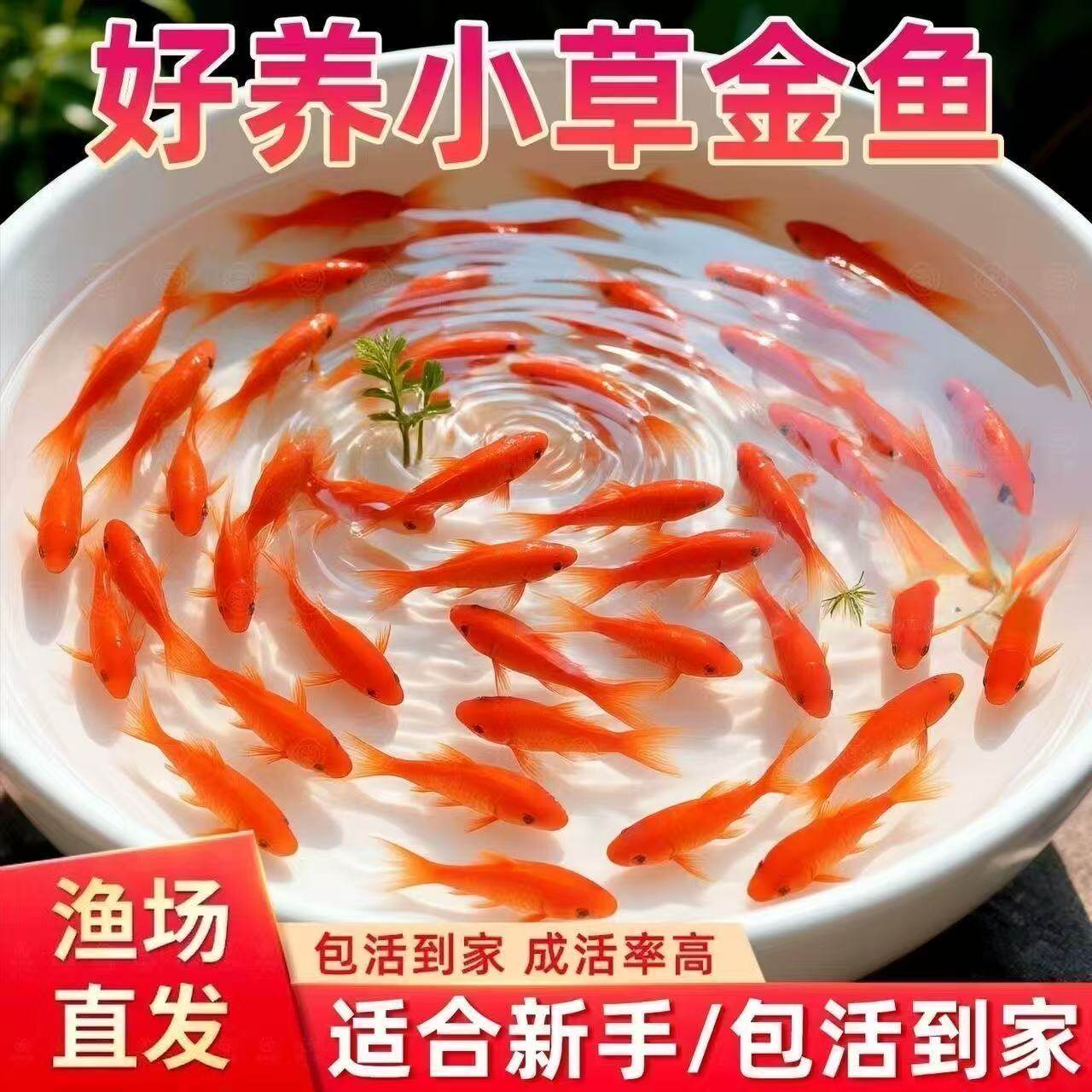 活体顺丰观赏鱼鱼锦鲤小小型鱼鱼
