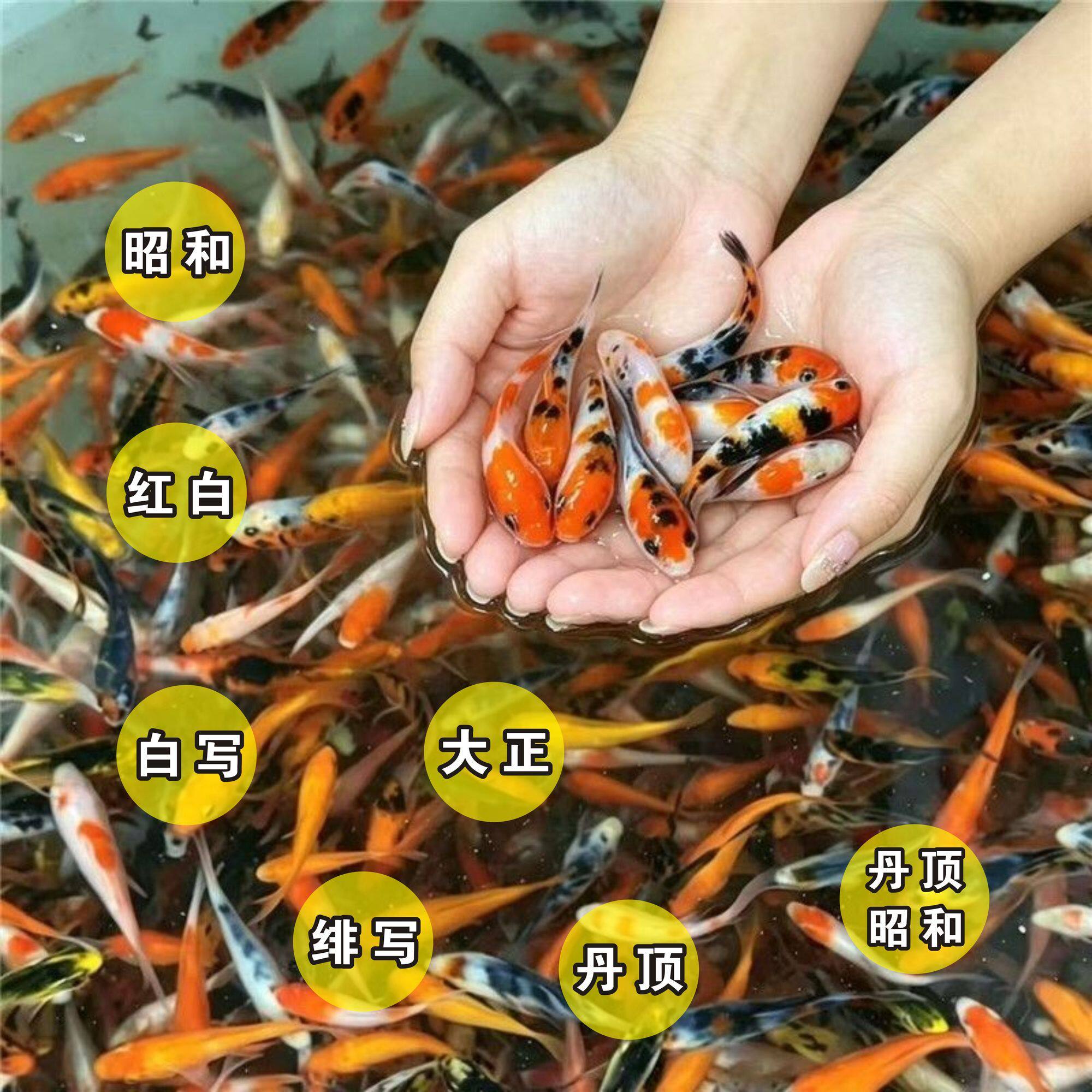 活体大正昭和招财活鱼耐活鱼苗