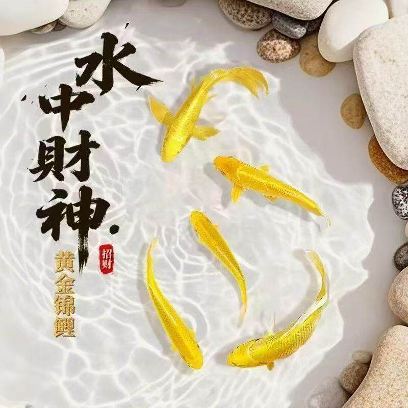 黄金三色鲤鱼锦鲤顺丰活体鱼鱼