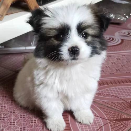 蝴蝶犬幼犬混可爱网红黄白花中华小狗狗听话西施犬狐狸犬黑白活体