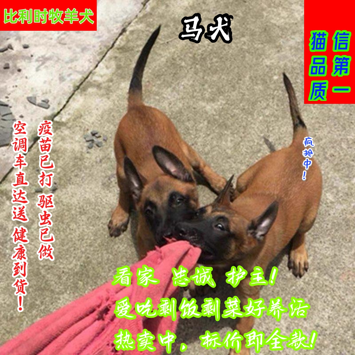 纯种家养宠悦奇看家护院