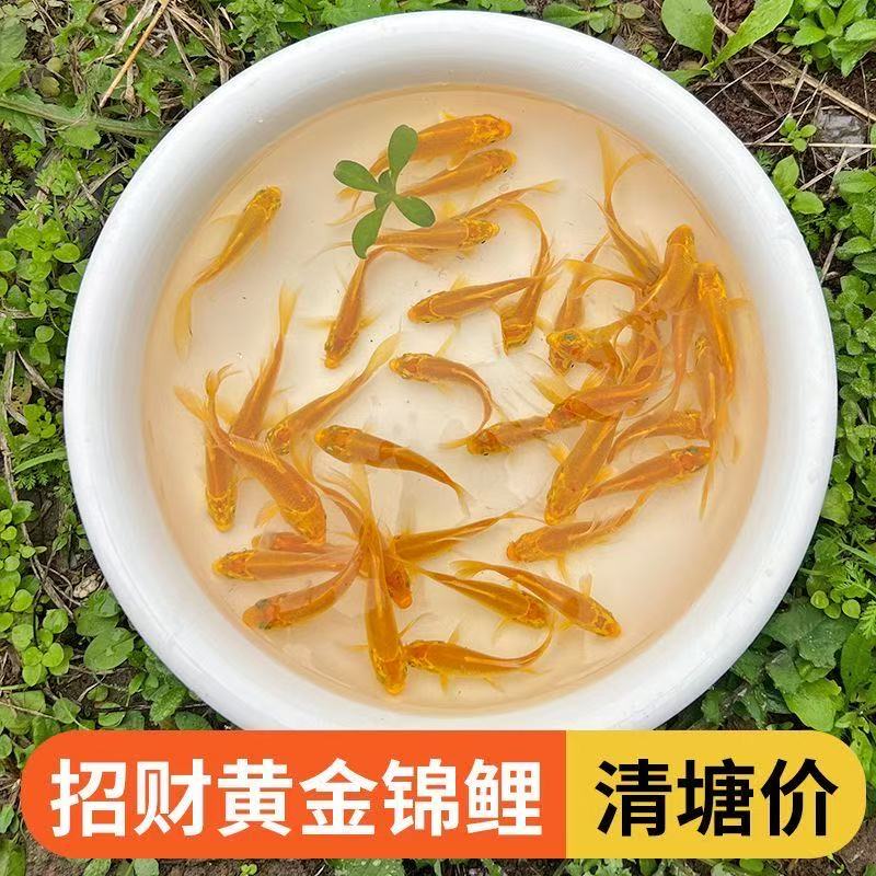 鲤鱼锦鲤血统活鱼蝴蝶鲤顺丰