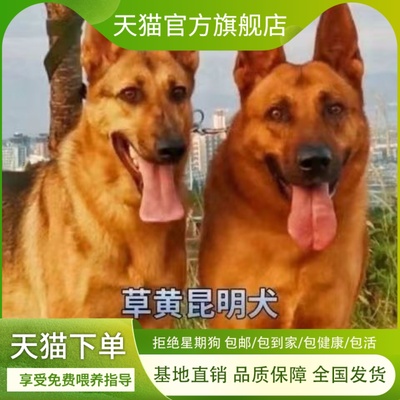 狼青幼犬混短毛田园犬精品工作犬活体守卫犬小狗犬护中华便宜家养