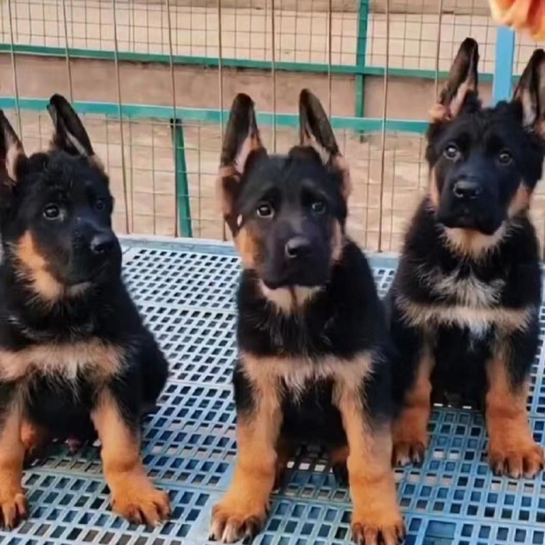 纯种平背德牧幼犬德国牧羊犬黑背警犬军犬大型看家狼狗德牧犬幼崽