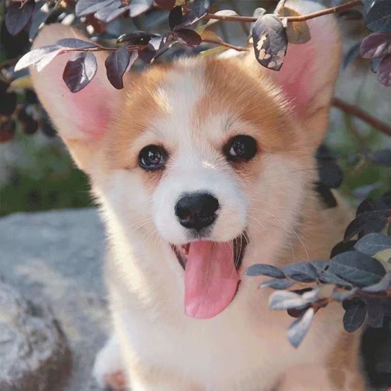 柯基幼犬黄白柯基小短腿黑白三色柯基小狗小型宠物活体狗宠物狗狗