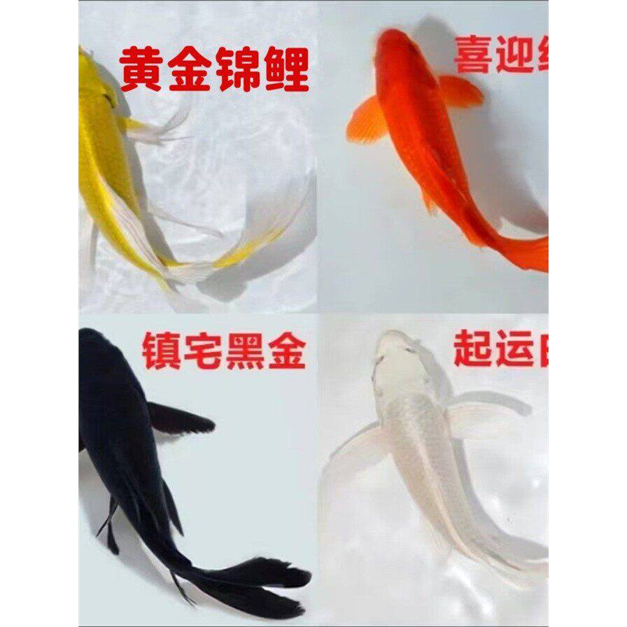 黑金锦鲤鱼活体包活到家(龙凤)白金黄金锦鲤冷水观赏鱼鹦鹉红草