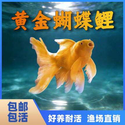蝴蝶鲤金色进口观赏鱼冷水鱼短身淡水狮头长尾锦鲤鱼活体包邮