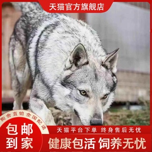 捷克狼幼犬精品小狗护主狼狗幼崽活体家养宠物犬狩猎犬大型犬霸气