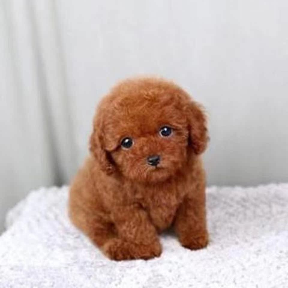 纯种泰迪幼犬茶杯犬香槟色黑色灰色棕红色小体贵宾幼犬活体宠物狗