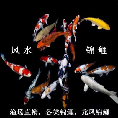 三色草金鱼宠物活体鱼红白