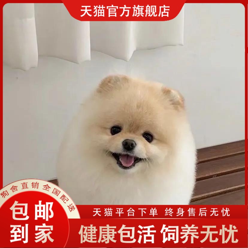 纯种博美幼犬活体俊介博美犬茶杯狗长不大小型犬比熊家养宠物狗狗