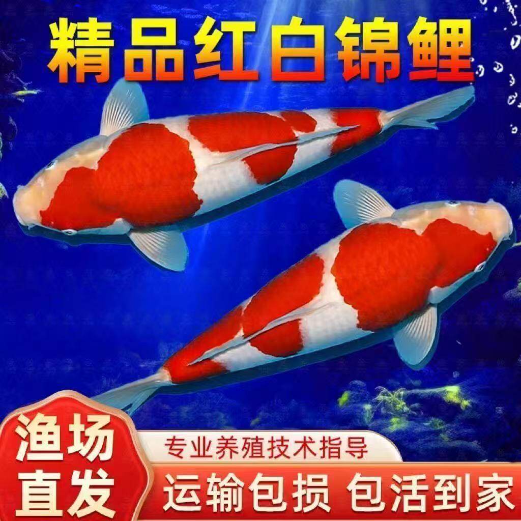 淡水鱼小鱼苗锦鲤鱼宠物活日本芥子冷纯种鱼血统红白金鱼黄红顺丰