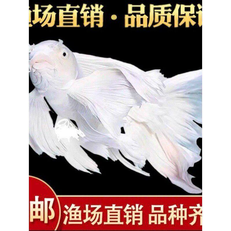 台湾纯种普身白蝴蝶锦鲤观赏鱼大鳍大尾冷水鱼好养耐活包活到家