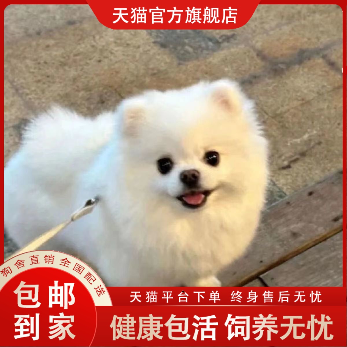 纯种博美犬幼犬活体茶杯犬俊介小型袖珍犬茶杯犬黄色博美宠物狗狗
