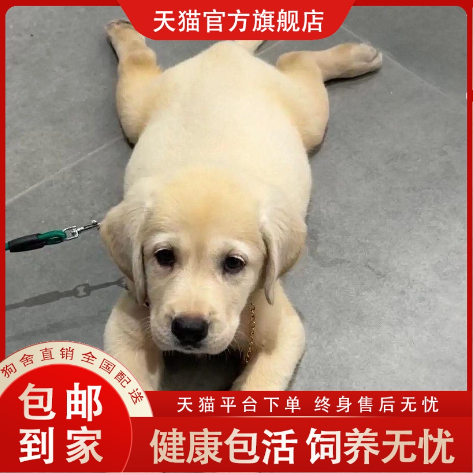拉布拉多幼犬可爱便宜健康大骨架导盲犬伴侣犬神犬小七好养活活物