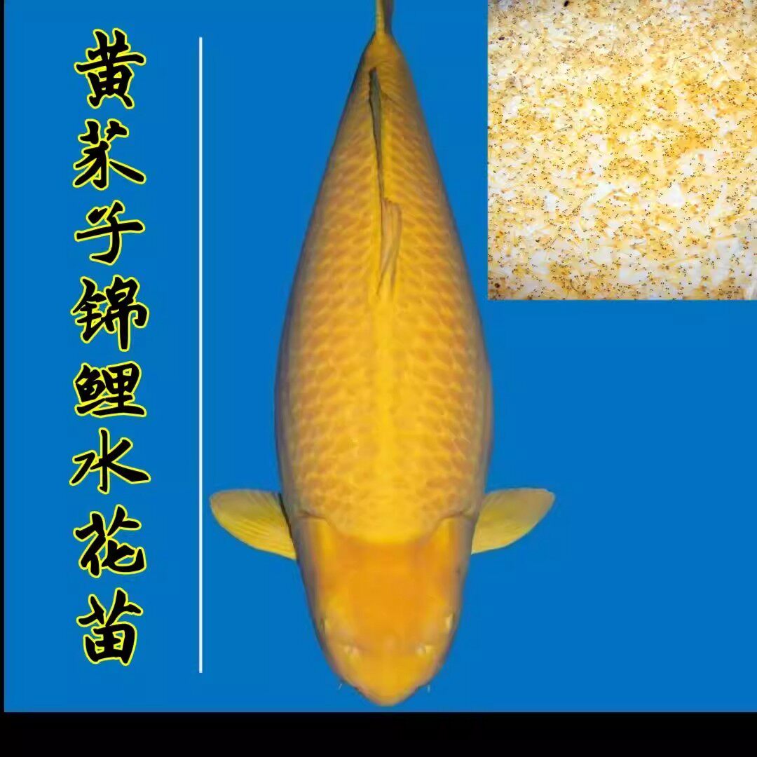观赏鱼小型鱼好养红白三色小锦鲤