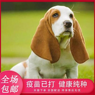 纯种比格犬幼犬活体小型三色猎犬狗仔赛级猎兔犬家养宠物狗崽活物