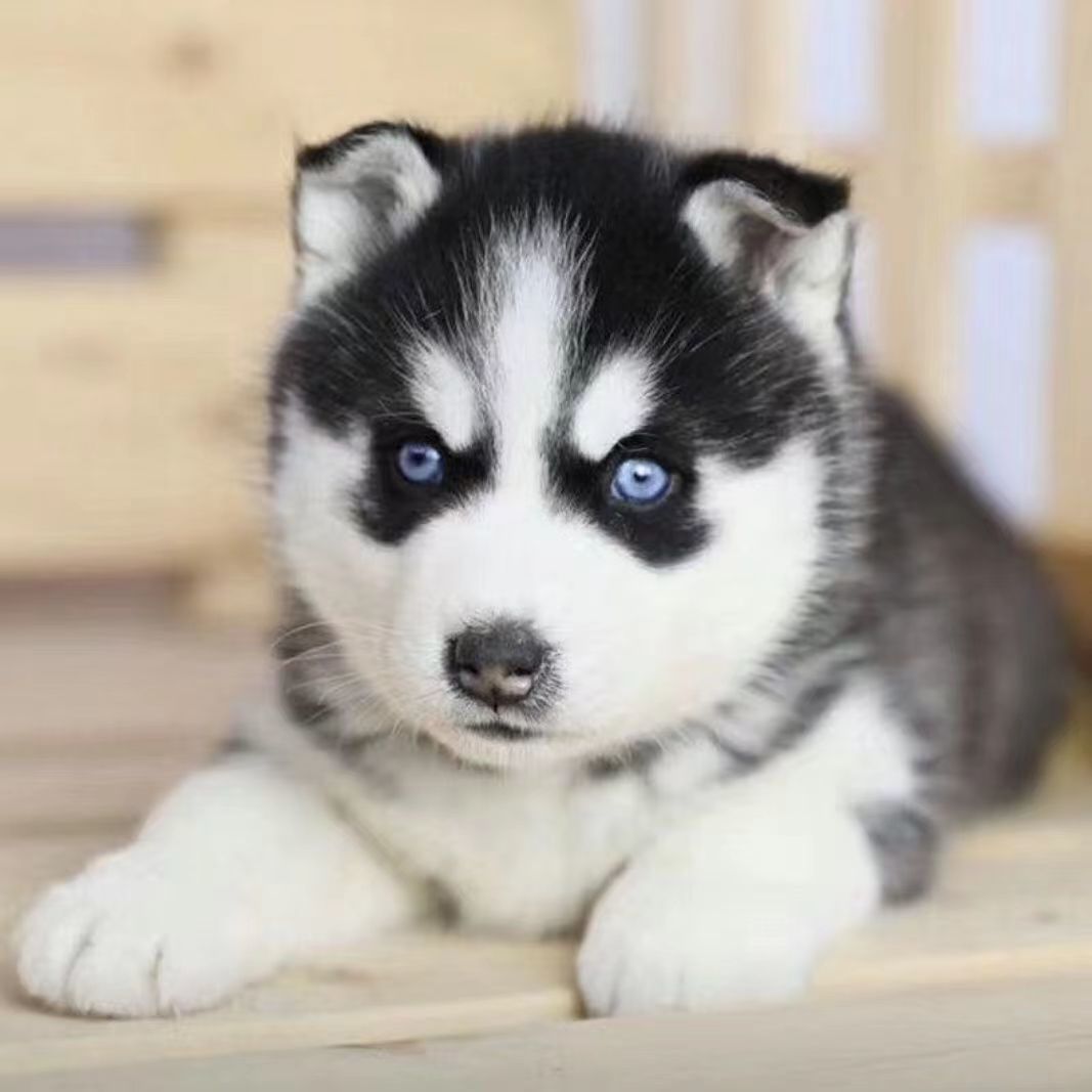 纯种哈士奇雪橇犬赛级双蓝眼三把火哈士奇幼犬幼宠活物宠物狗网红