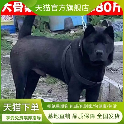 五黑犬幼犬看家狗活物猫耳宠物狗护院中华田园犬大骨架狗农村听话