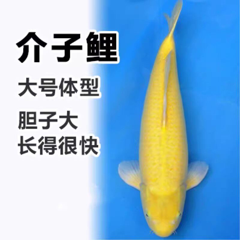 日本芥子金鱼锦鲤活鱼观赏鱼草金鱼冷水鱼小型鱼白金锦鲤黄金锦鲤