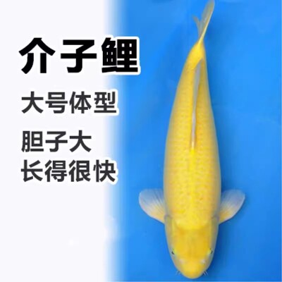 冷水鱼小型鱼白金锦鲤黄金锦鲤